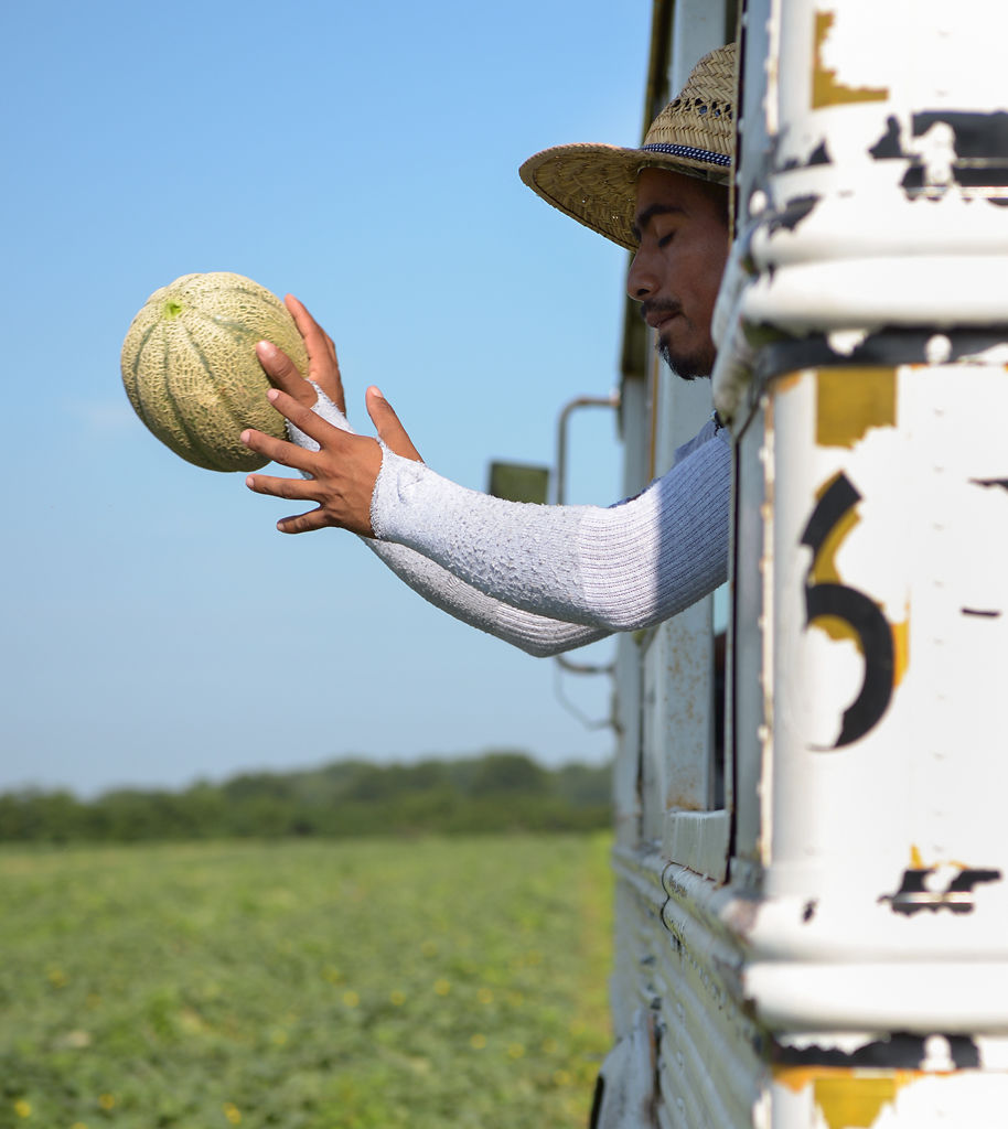 A worker catches a cantaloupe as it is thrown into a bus